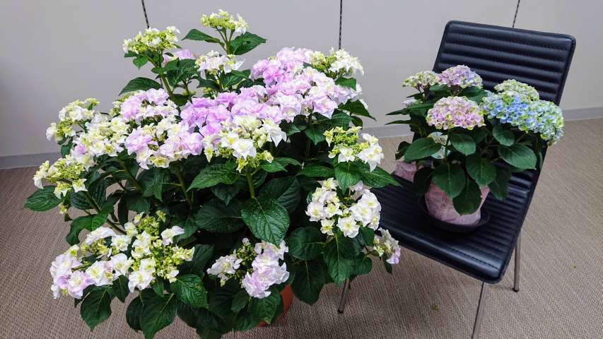 紫陽花はやっぱりええわぁ～