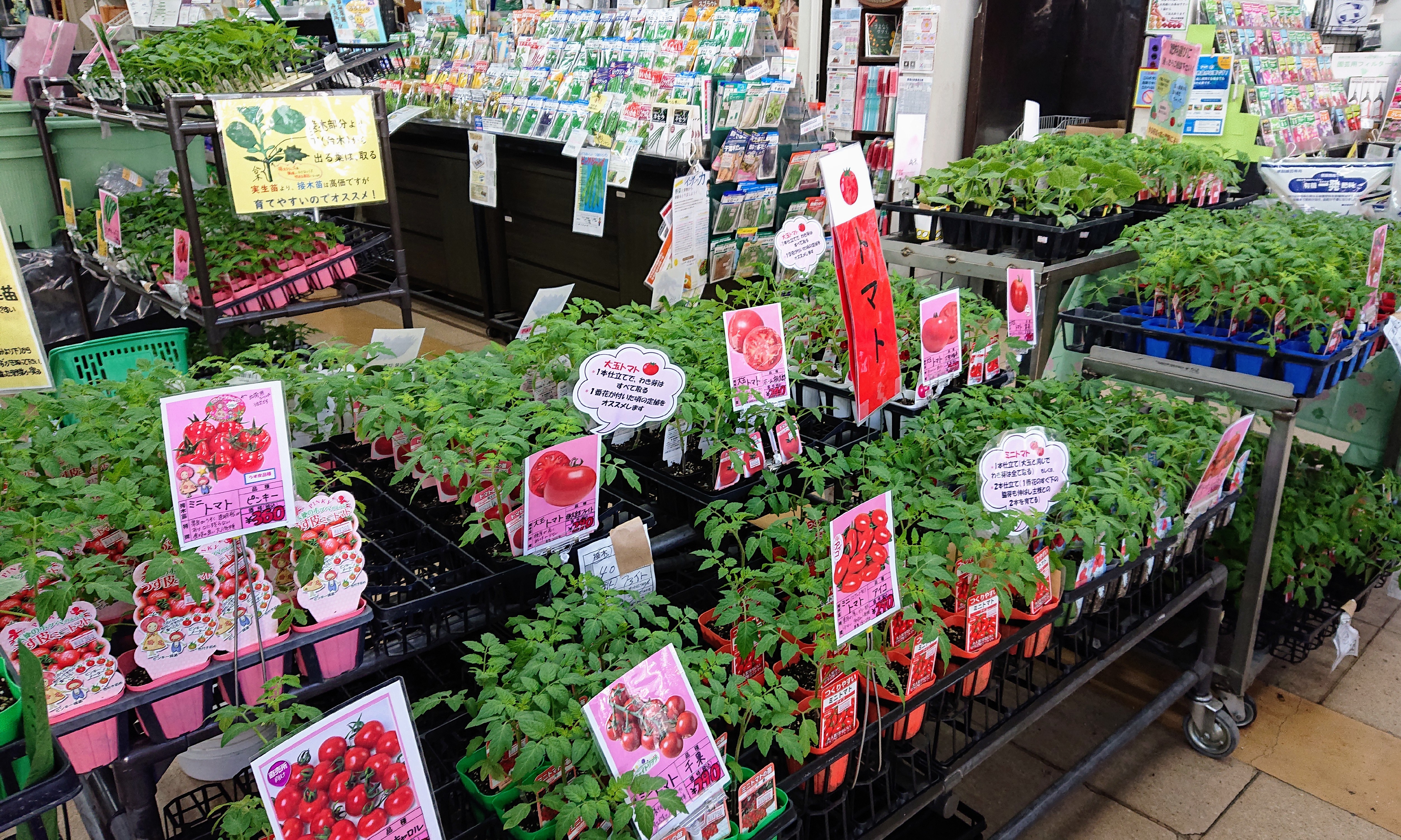 野菜苗、花苗、里芋、生姜種など色々入荷しております