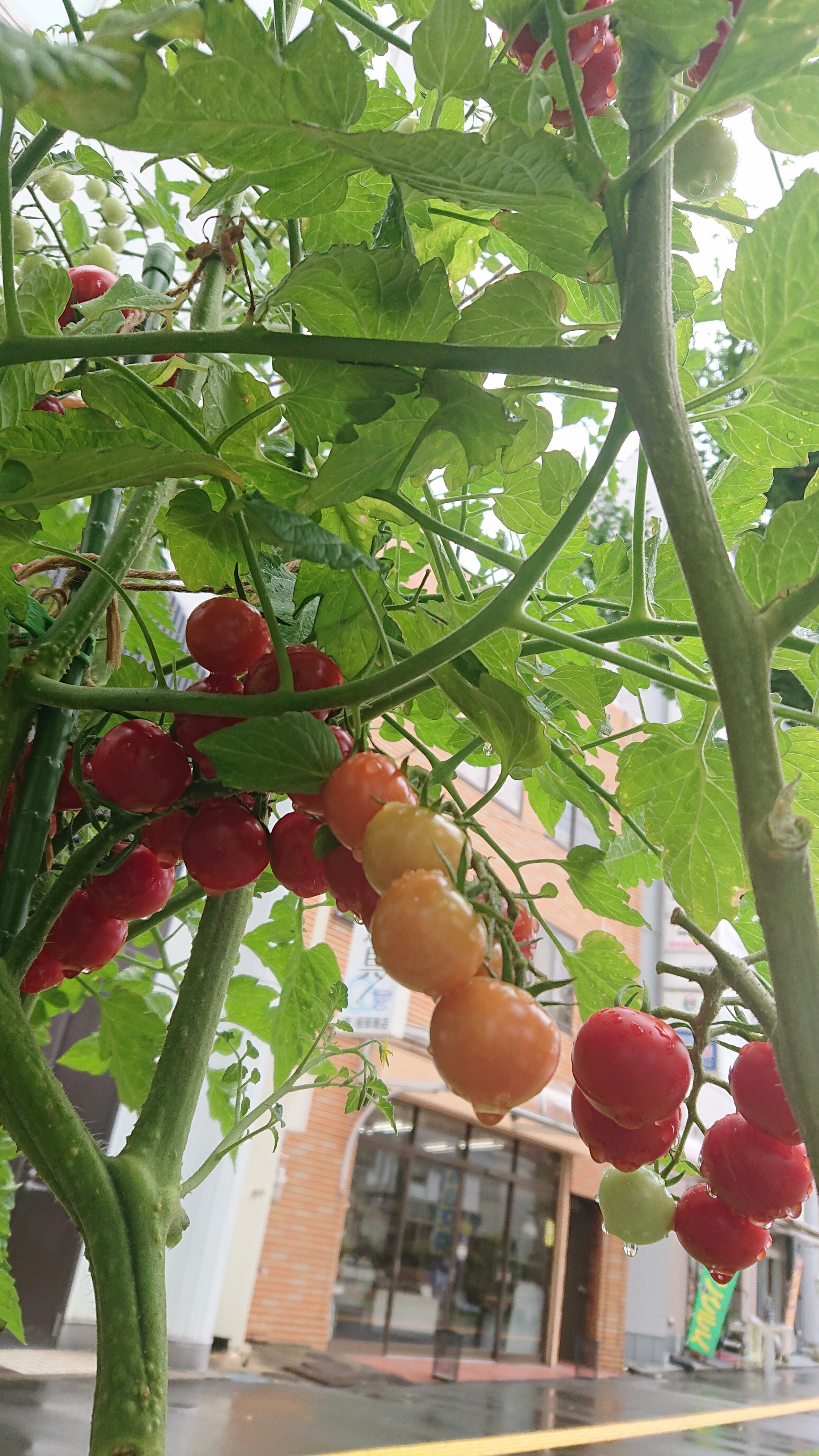 鉢植えでお野菜楽しんでます！
