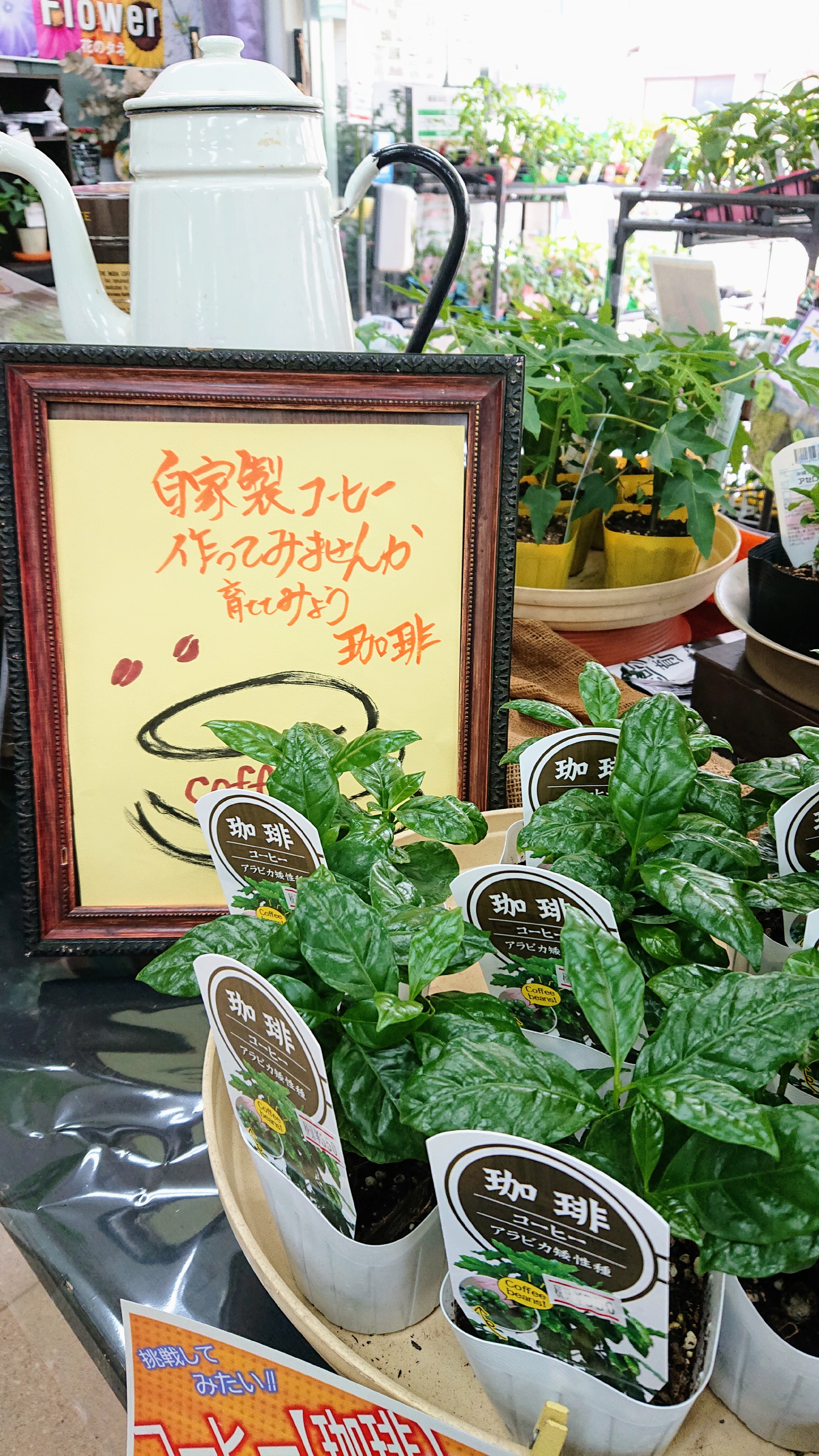 至福の珈琲豆を栽培してみませんか。