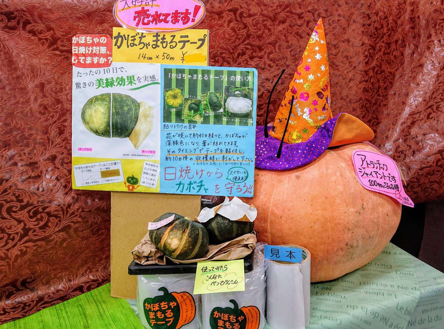 じゃがいもの種入荷しております！
