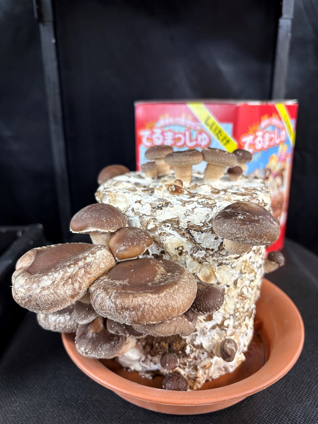 春ですね。桜が咲き始め心ウキウキです！